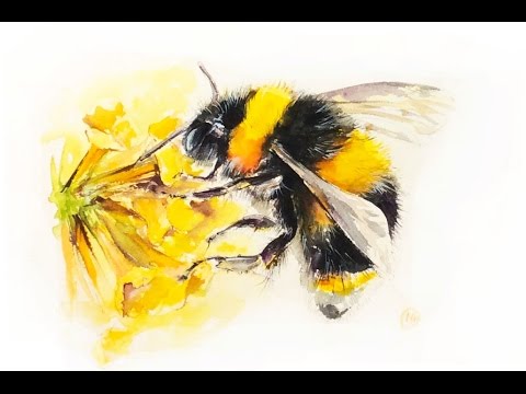 480x360 Watercolor Bumblebee Painting Demonstration - Bumble Bee Sketch
