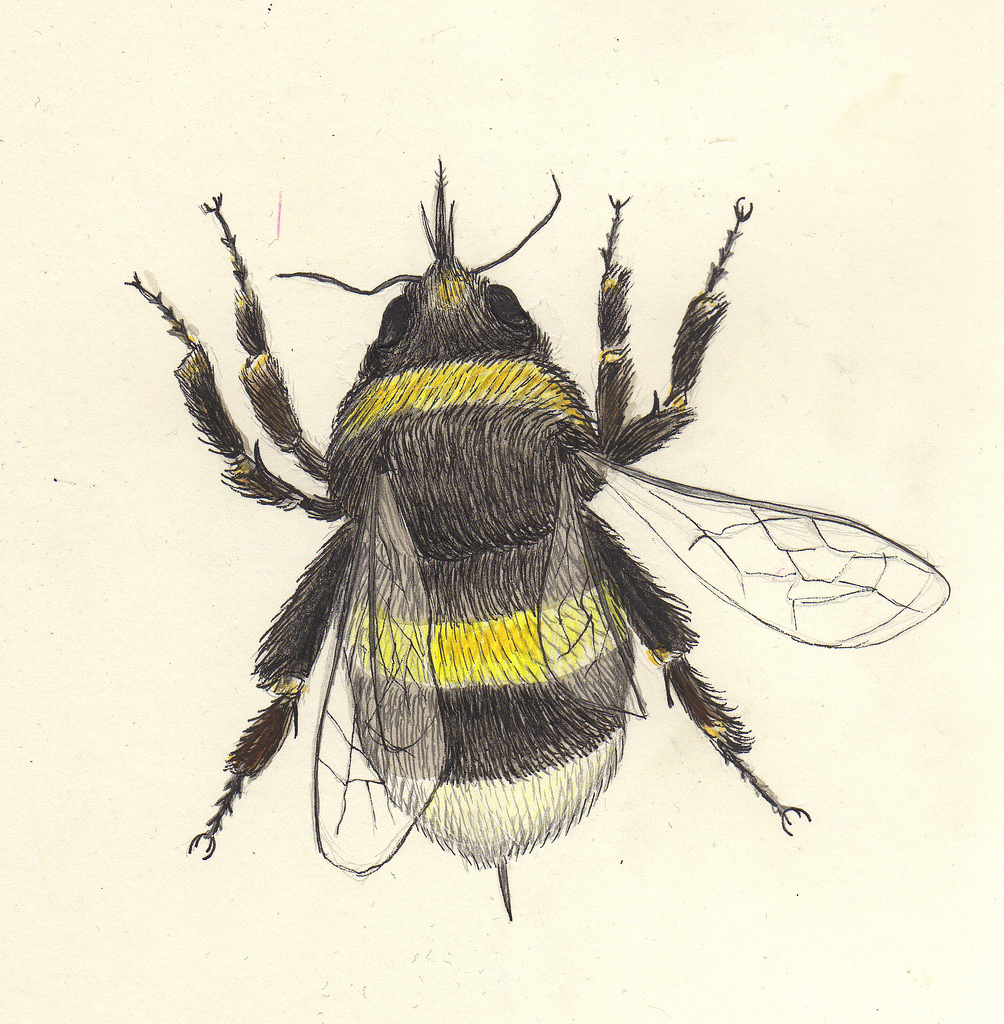 1004x1024 Bumble Bee Sketch Sandra Dieckmann - Bumble Bee Sketch
