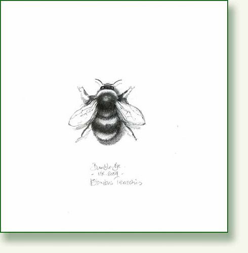 490x500 Bumble Bee, Pencil Drawing Expressions Of The Perfectly - Bumble Bee Sketch