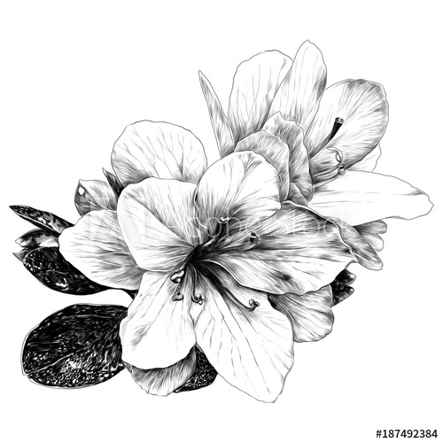 500x500 A Bouquet Of Azalea Flowers Sketch Vector Graphics Monochrome - Bunch Of Flowers Sketch