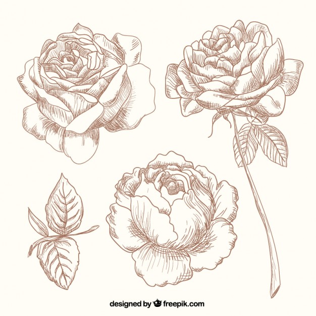626x626 Hand Drawn Roses Bouquet Vector Free Download - Bunch Of Roses Sketch