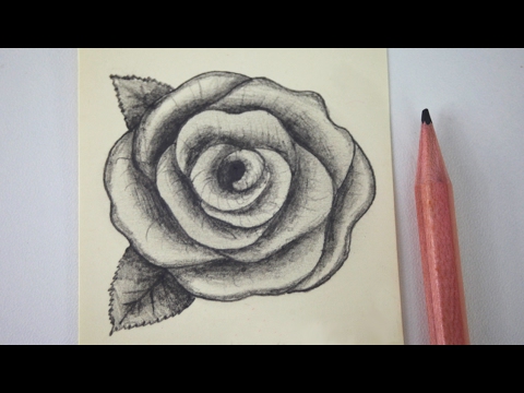 480x360 50 Easy Ways To Draw A Rose - Bunch Of Roses Sketch