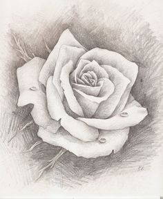 Bunch Of Roses Sketch at PaintingValley.com | Explore collection of ...