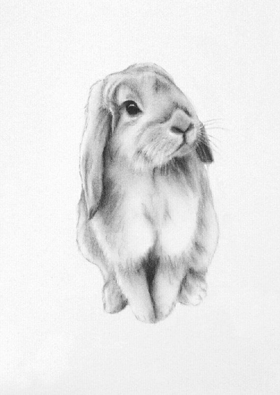 570x803 Bunny Art, Original 5x7 Lop Eared Bunny Charcoal Drawing, Bunny - Bunny Ears Sketch