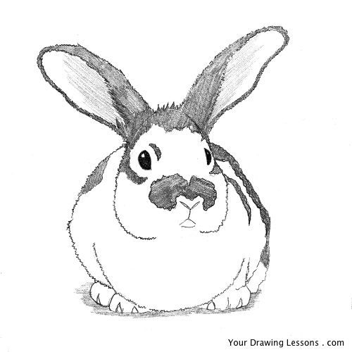 500x500 How To Draw A Bunny Rabbit Your Drawing Lessons - Bunny Face Sketch