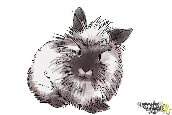 600x400 How To Draw A Lionhead Bunny - Bunny Face Sketch