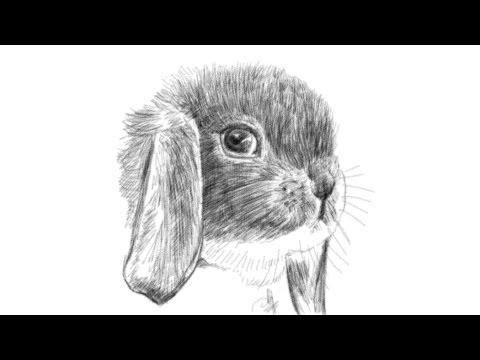 480x360 How To Draw A Rabbit Face - Bunny Face Sketch