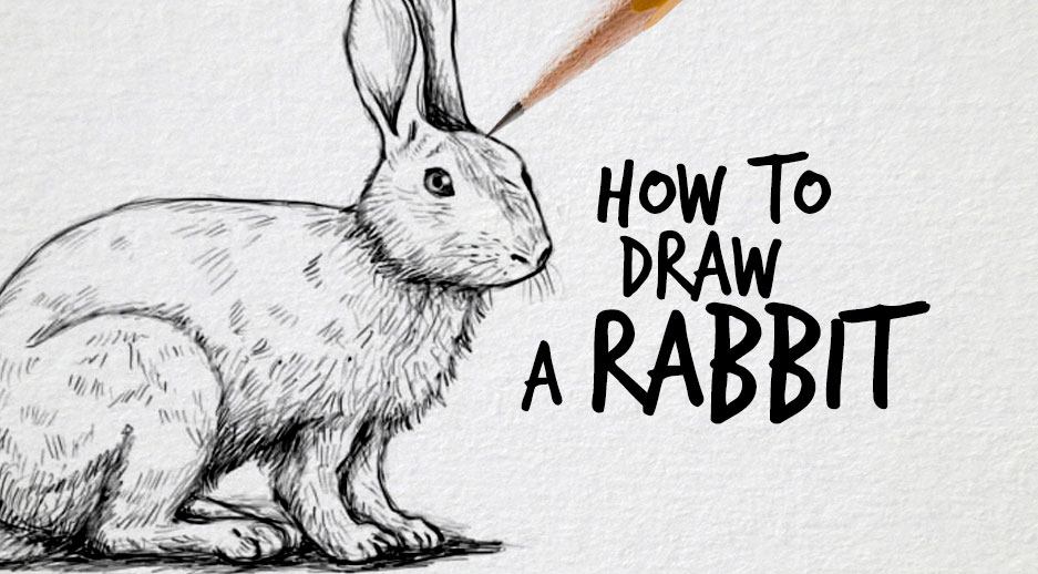 937x518 How To Draw A Rabbit - Bunny Face Sketch
