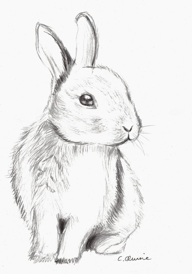 805x1149 Bunny Sketch Cute Drawing How To Draw A Cute Bunny Face With How - Bunny Face Sketch