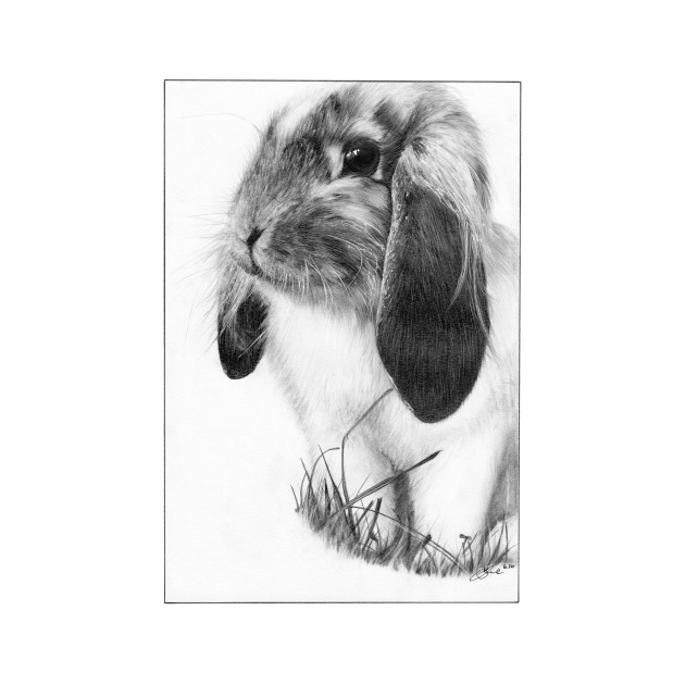 630x630 Bunny Rabbit Drawing - Bunny Rabbit Sketch
