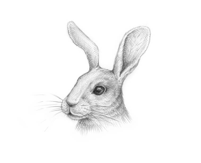 850x691 How To Draw A Rabbit Step By Step - Bunny Rabbit Sketch