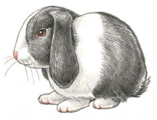 650x497 Learn How To Draw A Bunny Rabbit Quarto Knows Blog - Bunny Rabbit Sketch