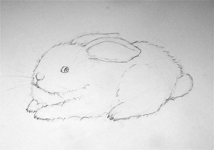 710x498 Learn How To Paint A Beautiful Bunny - Bunny Rabbit Sketch