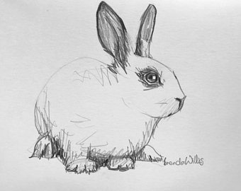 340x270 Rabbit Drawing Etsy - Bunny Rabbit Sketch