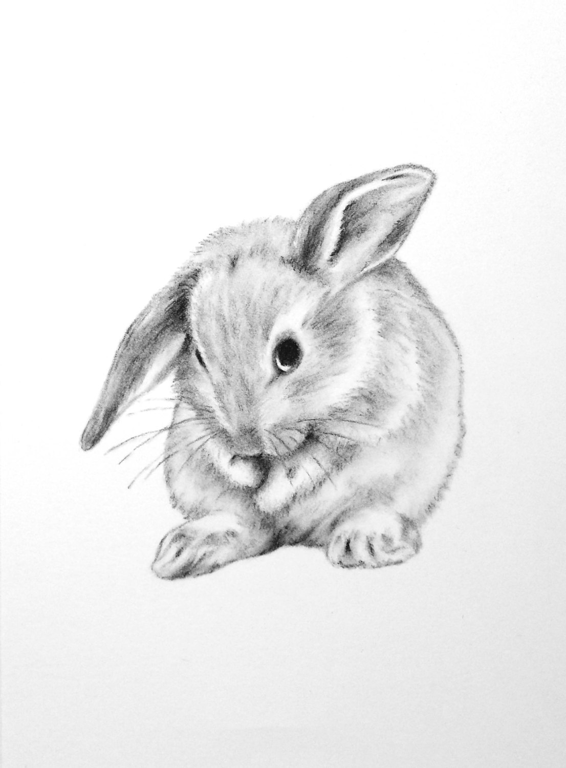 Bunny Rabbit Sketch at Explore collection of Bunny