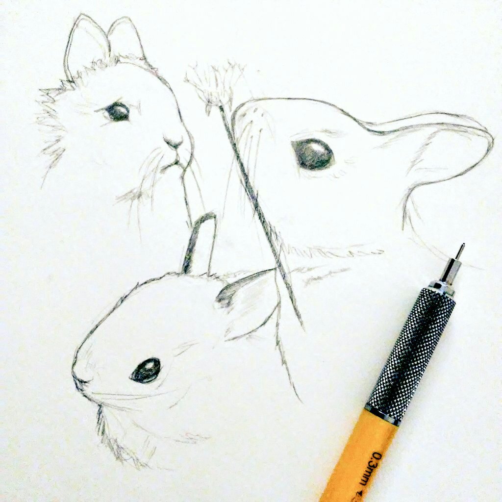 1024x1024 Bunny Sketches Carve Amp Draw - Bunny Sketch