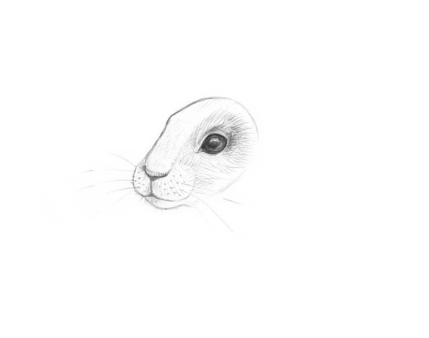 850x670 How To Draw A Rabbit Step By Step - Bunny Sketch