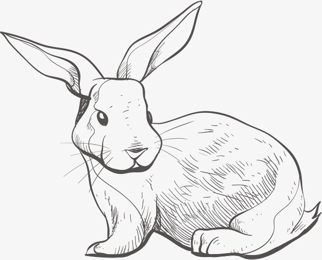 650x525 Sketch Bunny, Sketch Vector, Bunny Vector, Vector Png Png And - Bunny Sketch