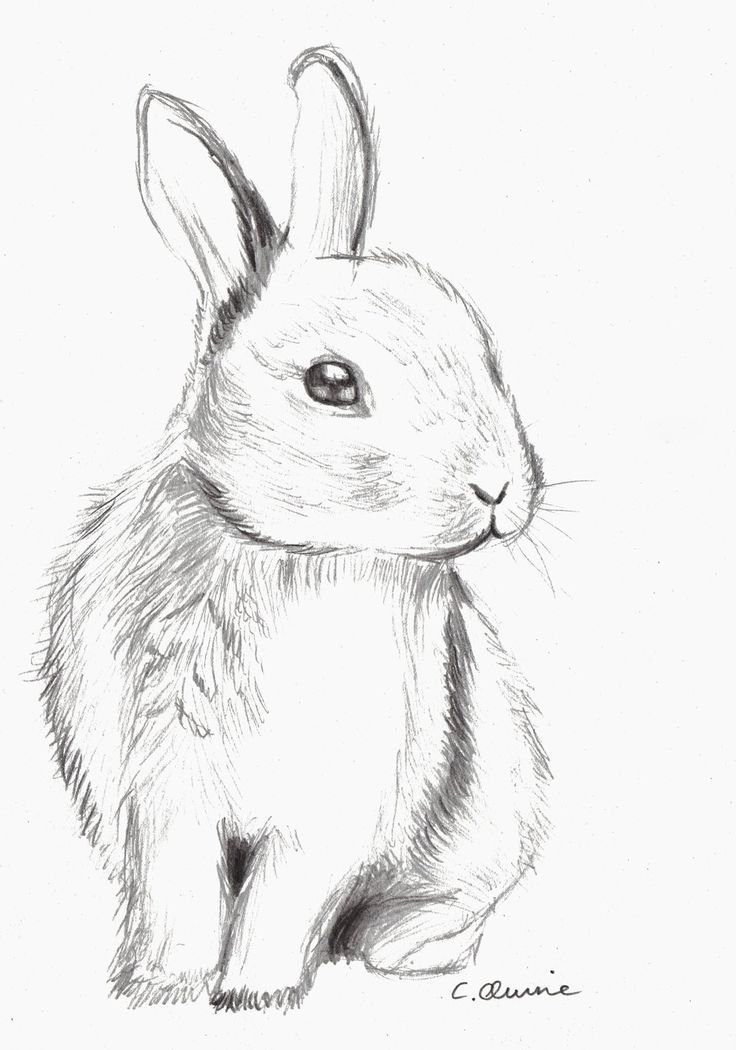 736x1050 Cute Bunny Drawing Tumblr - Bunny Sketch
