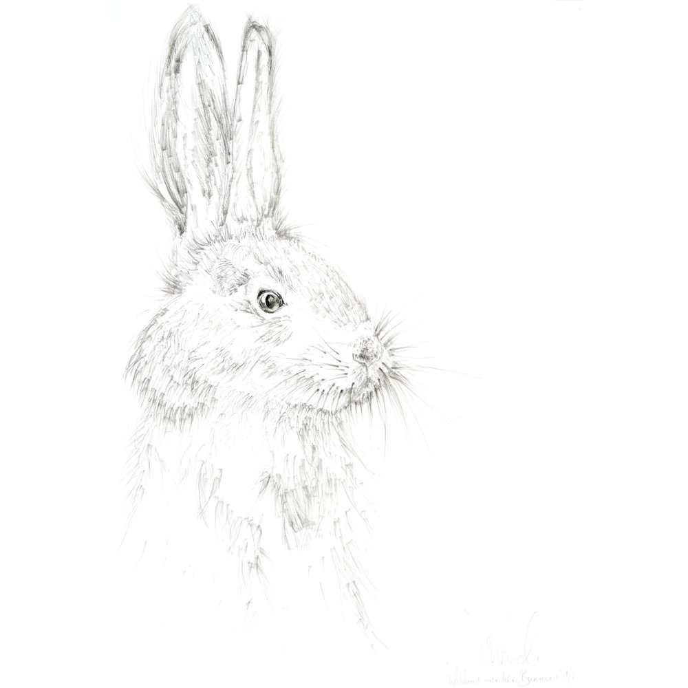 1000x1000 Bunny Sketch Print By Samantha Ward Art The English Art Co. - Bunny Sketch Images