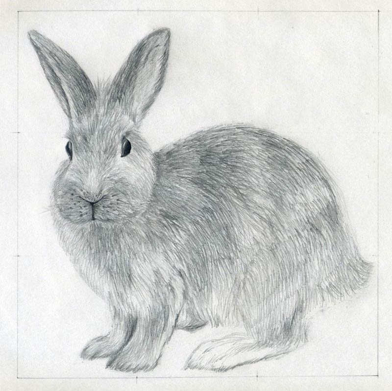 800x799 How To Draw A Rabbit - Bunny Sketch Images