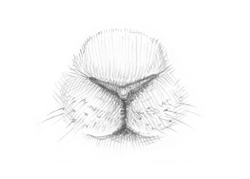 850x610 How To Draw A Rabbit Step By Step - Bunny Sketch Images