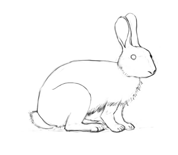 600x523 How To Draw A Rabbit - Bunny Sketch Images