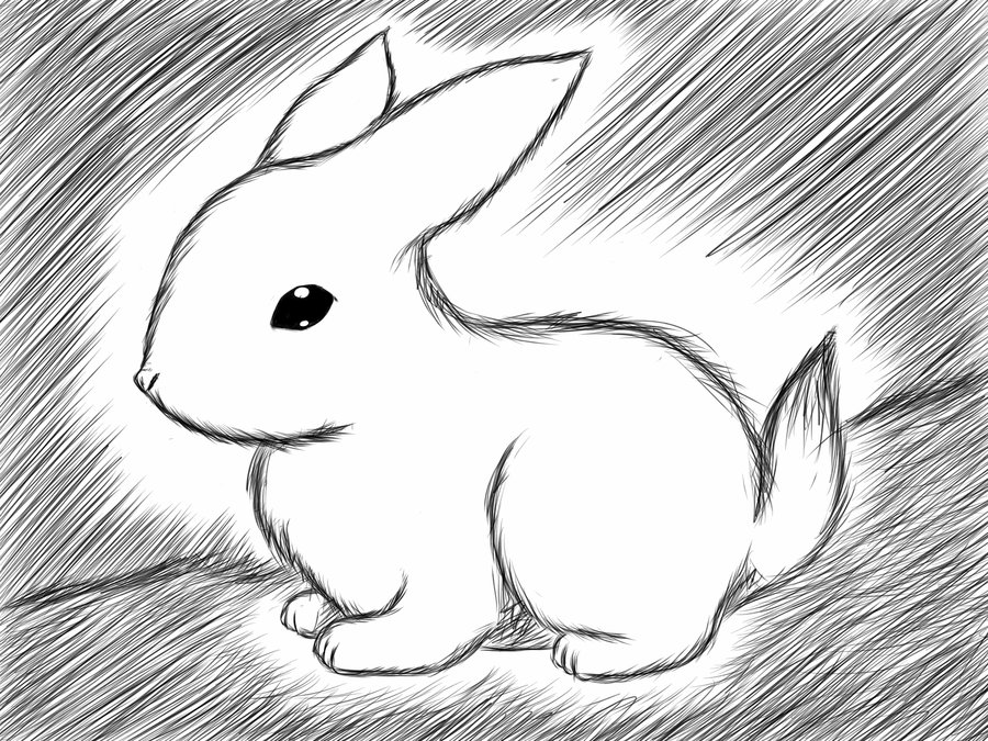 900x675 Quick Sketch Bunny By Jjjjoooo1234 - Bunny Sketch Images