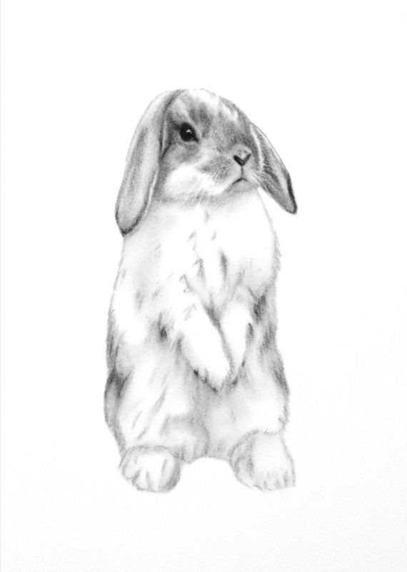 570x802 Rabbit Art, Original 11x14 Charcoal Lop Eared Bunny Drawing - Bunny Sketch Images