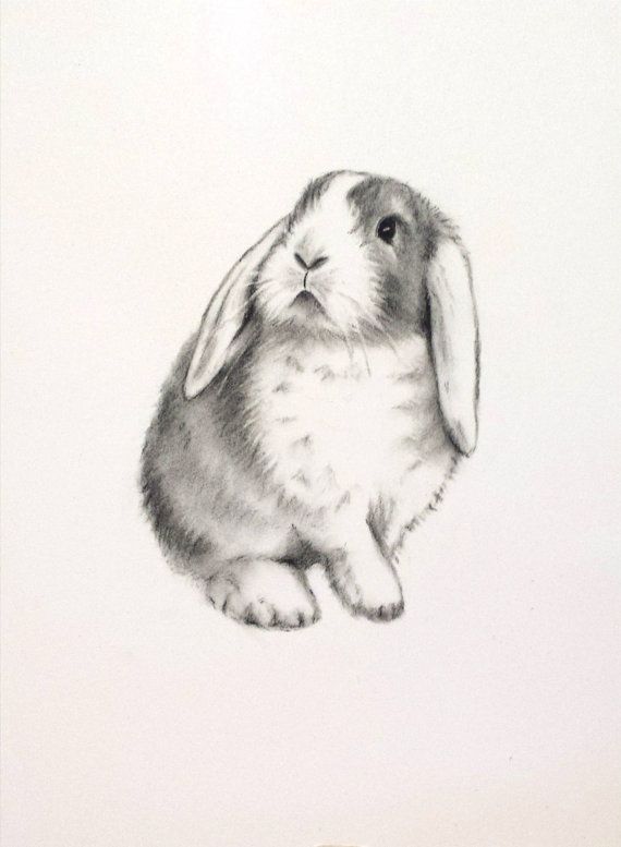 570x777 Rabbit Art, Original Charcoal 5x7 Lop Eared Rabbit Drawing - Bunny Sketch Images