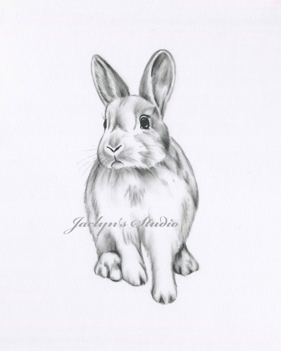 570x713 Rabbit Drawing Bunny Drawing Bunny Print Rabbit Print Etsy - Bunny Sketch Images