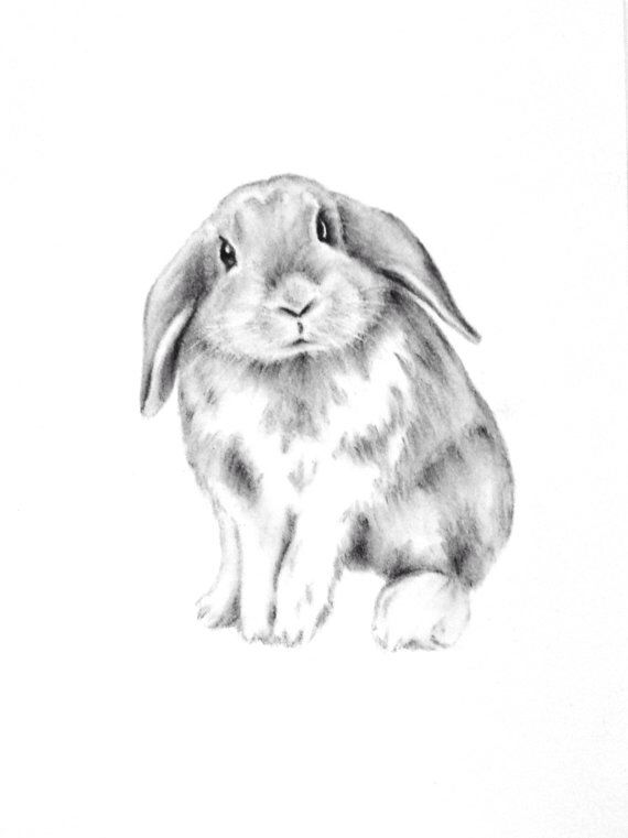 570x761 Wonderful Bunny Nursery Sketch. Drawing Rabbit Art - Bunny Sketch Images