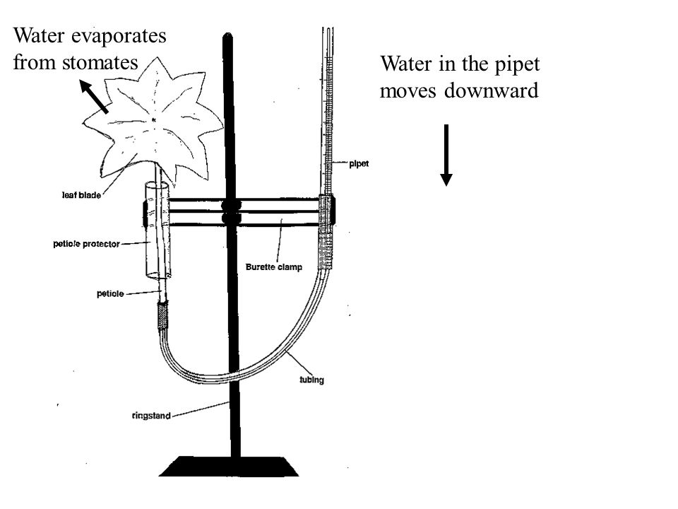 960x720 Sketch The Following On A Separate Sheet Of Paper (To Be Cut And - Burette Sketch