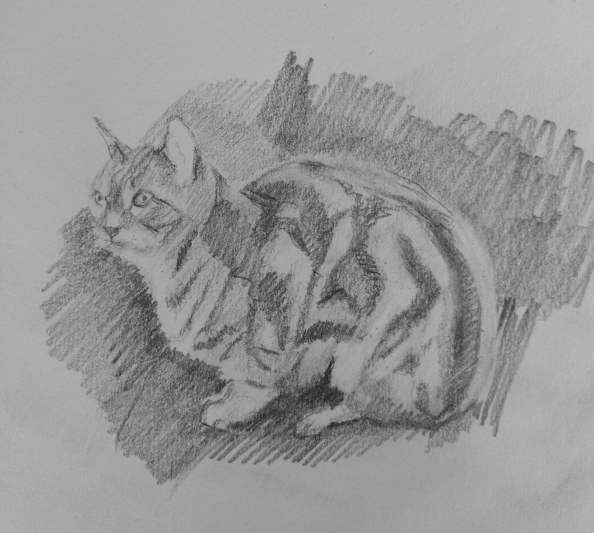1200x1076 Rosemary Burn On Twitter Sketch Of Our Beautiful Cat Polka - Burn Sketch