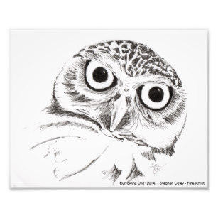 307x307 Burrowing Owl Posters Amp Photo Prints Zazzle - Burrowing Owl Sketch