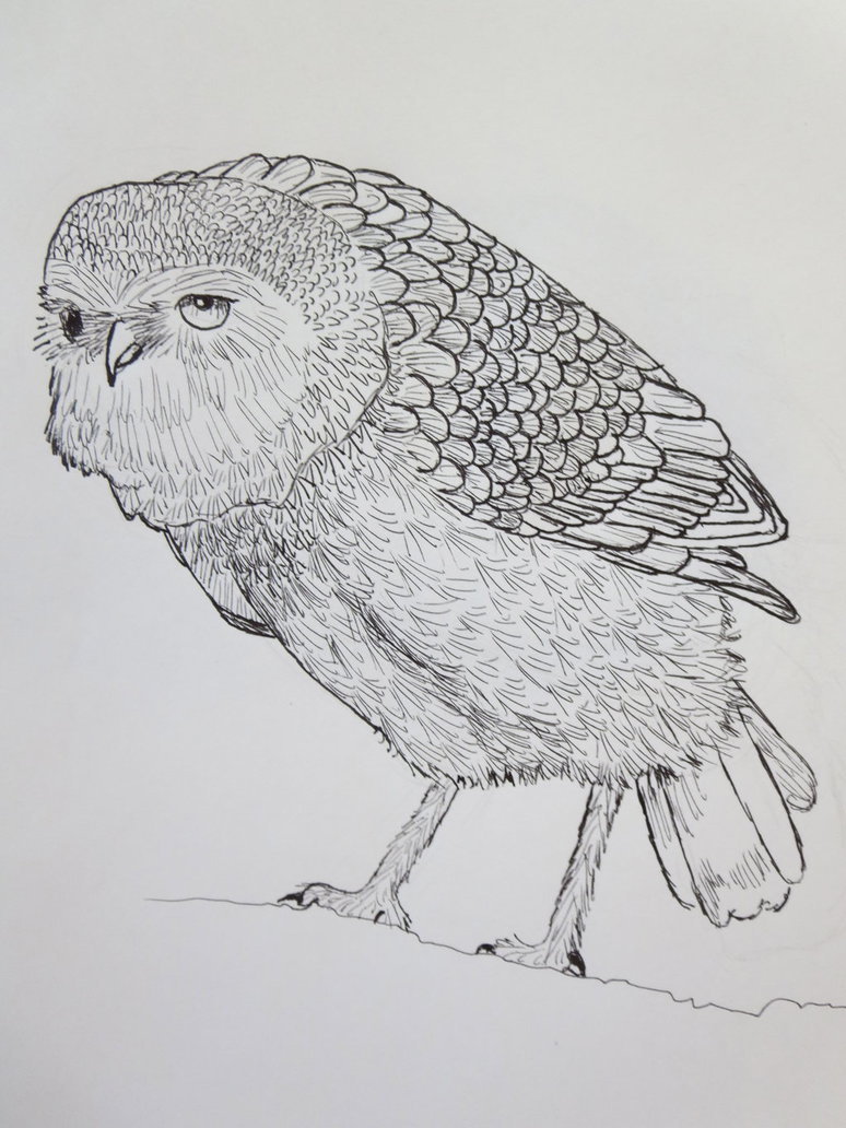 774x1032 Burrowing Owl By Cuthillius - Burrowing Owl Sketch