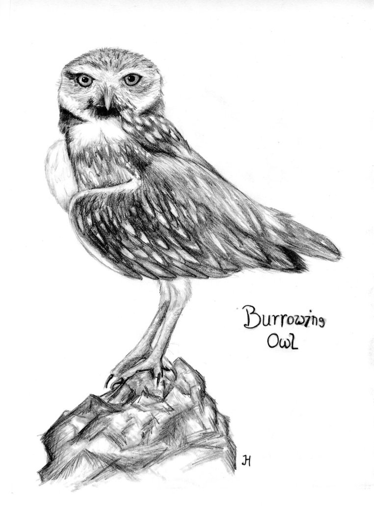762x1048 Burrowing Owl By Montieze - Burrowing Owl Sketch
