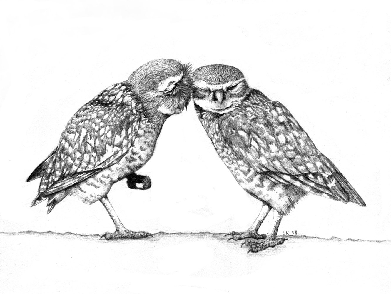 1330x1000 Burrowing Owls By Typthis - Burrowing Owl Sketch