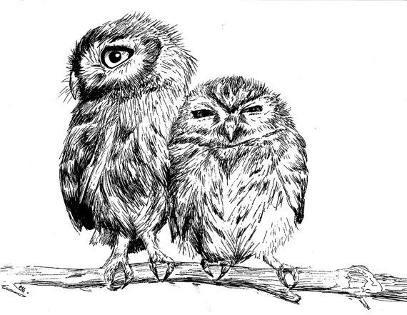 570x441 Burrowing Owls On Branch - Burrowing Owl Sketch