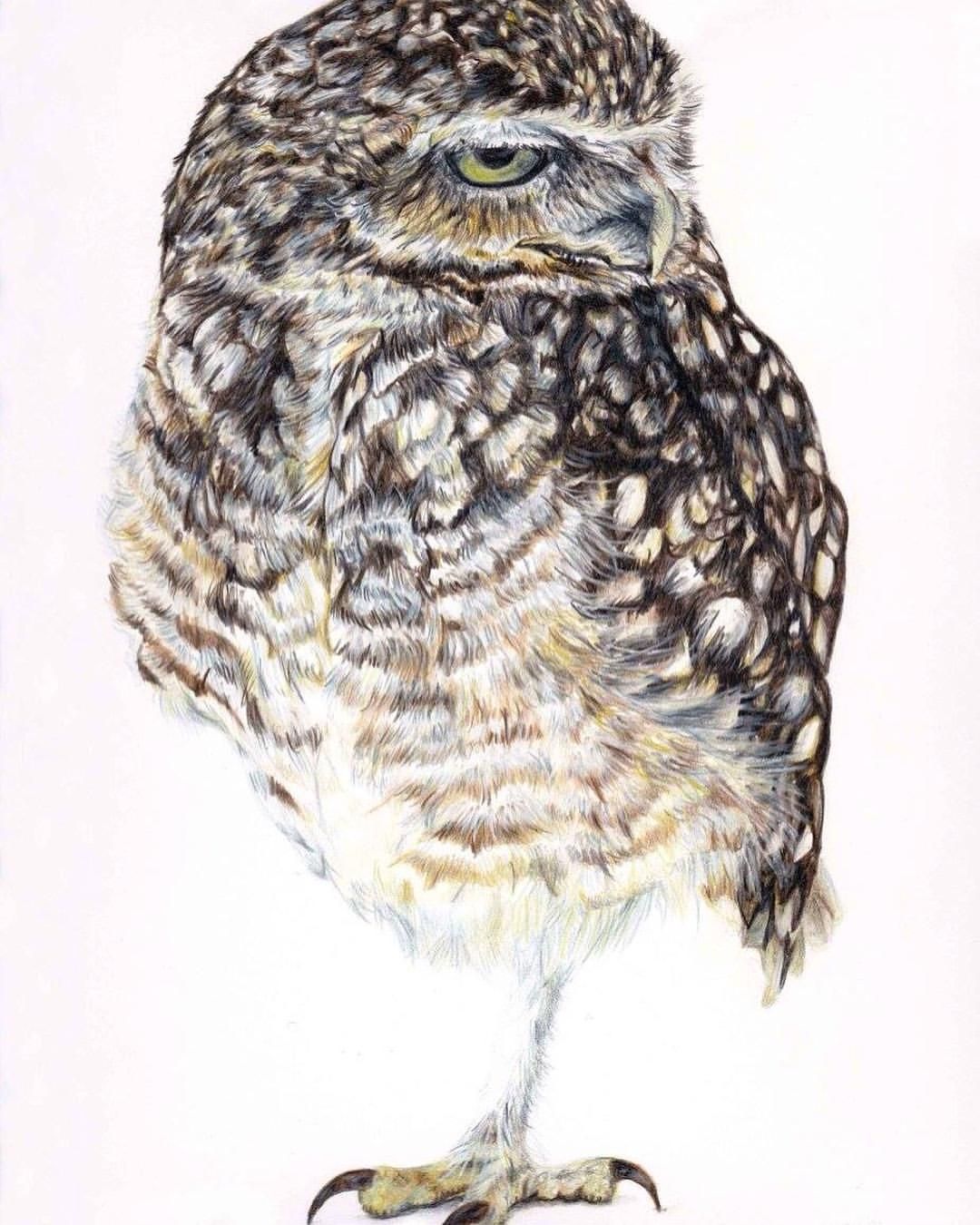 1080x1350 Burrowing Owl In Watercolour Pencils - Burrowing Owl Sketch
