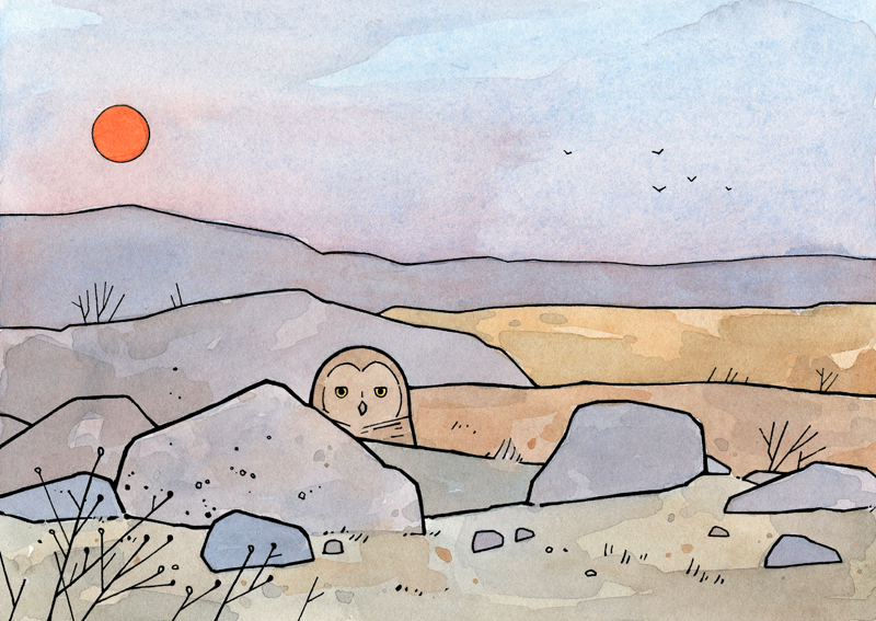 800x567 Desert Sunset And Burrowing Owl 100 Owls - Burrowing Owl Sketch