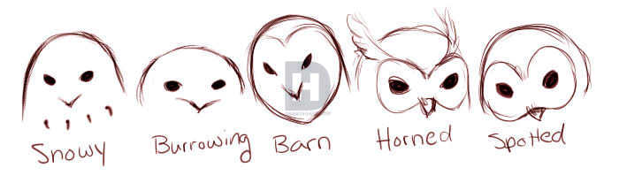 700x207 How To Draw Owls, Step By Step, Drawing Guide, By Puzzlepieces - Burrowing Owl Sketch