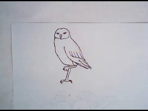 480x360 How To Draw A Burrowing Owl (Simple Drawing) - Burrowing Owl Sketch
