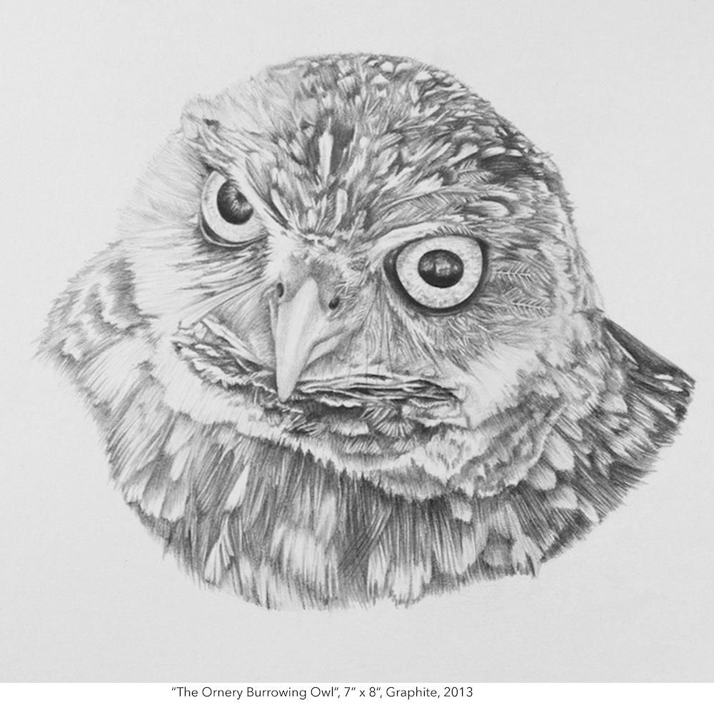 1000x987 I Dare You Burrowing Owl I Once Met Graphite (I.redd.it) Submitted - Burrowing Owl Sketch
