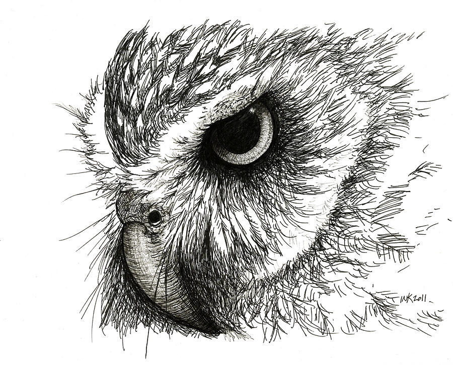 900x726 Intense Gaze - Burrowing Owl Sketch