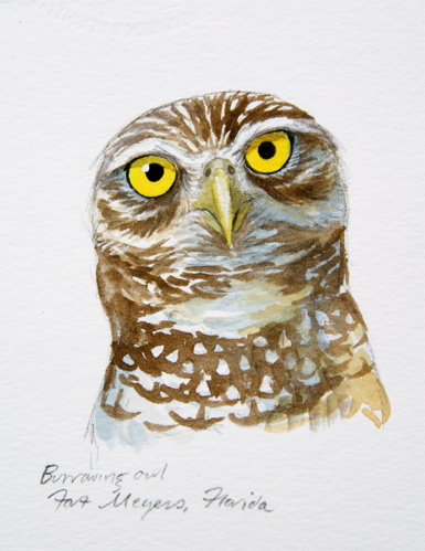 385x499 Julie Zickefoose On Blogspot The Star Of Marco Island - Burrowing Owl Sketch