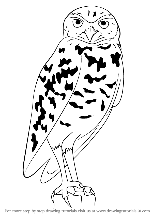 598x844 Learn How To Draw A Burrowing Owl (Birds) Step By Step Drawing - Burrowing Owl Sketch