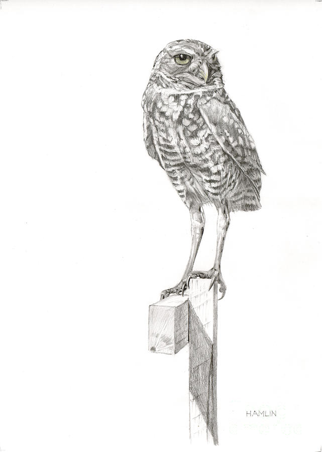 641x900 Lookout - Burrowing Owl Sketch