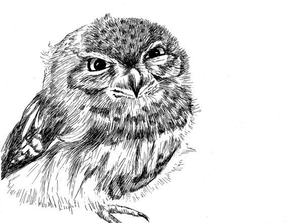 570x441 Tiny Burrowing Owl Pen And Ink Print 85x11 By Henny2pence On Etsy - Burrowing Owl Sketch