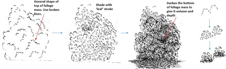 870x268 How To Draw A Bush In Pen And Ink My Pen And Ink Drawings - Bushes Sketch